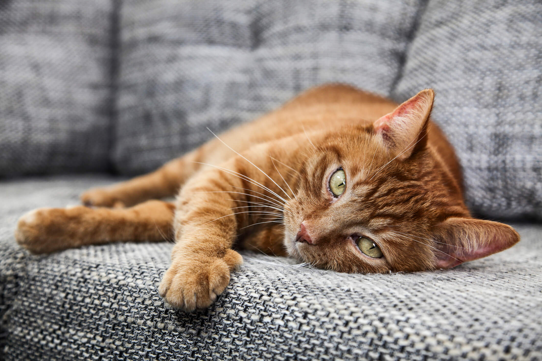 고양이 발작 원인과 행동요령